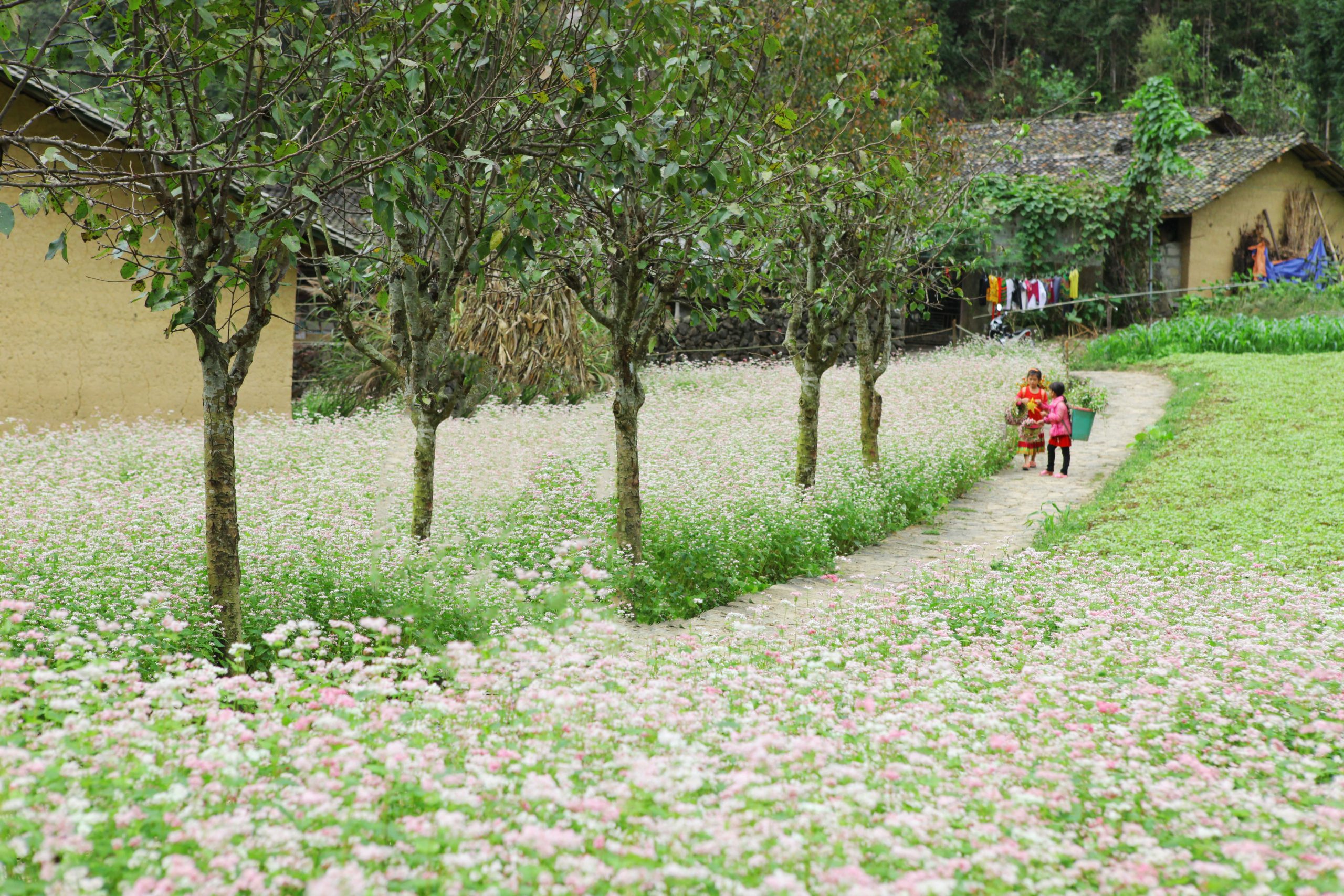 hà giang
