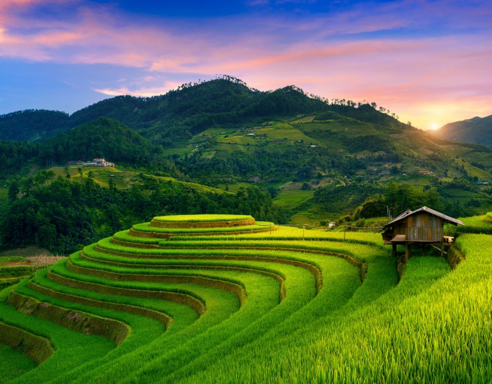 mâm xôi mù cang chải