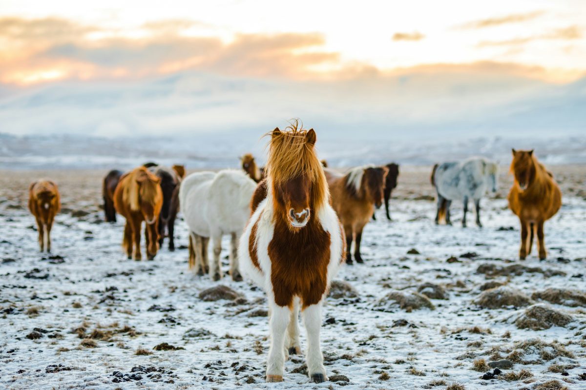 ngựa iceland (icelandic horse)
