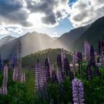 new zealand