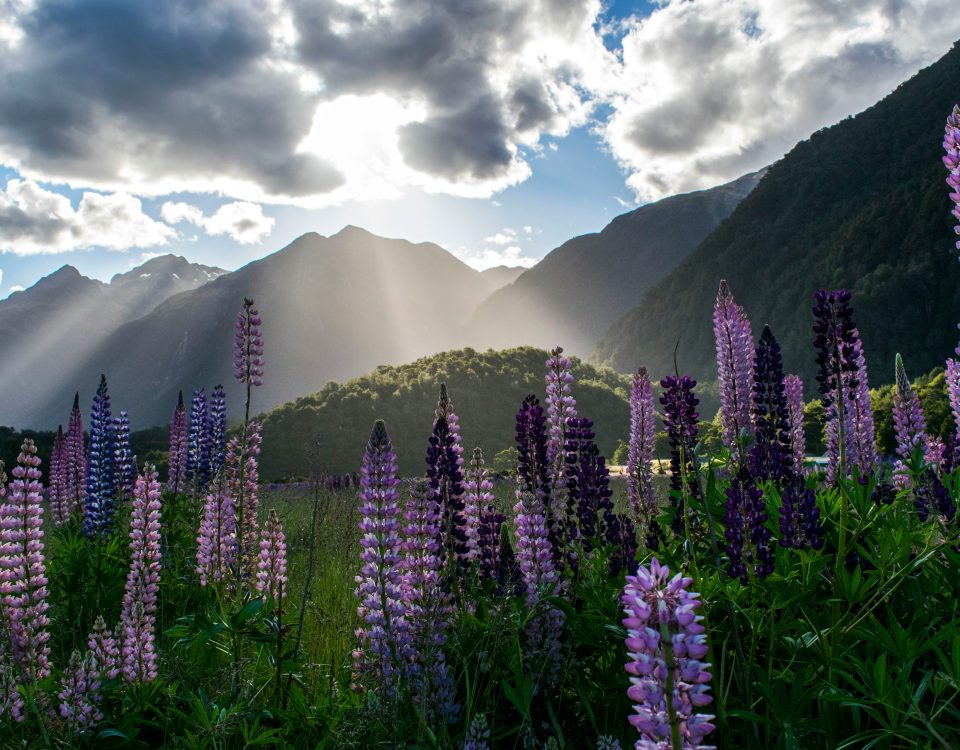 new zealand