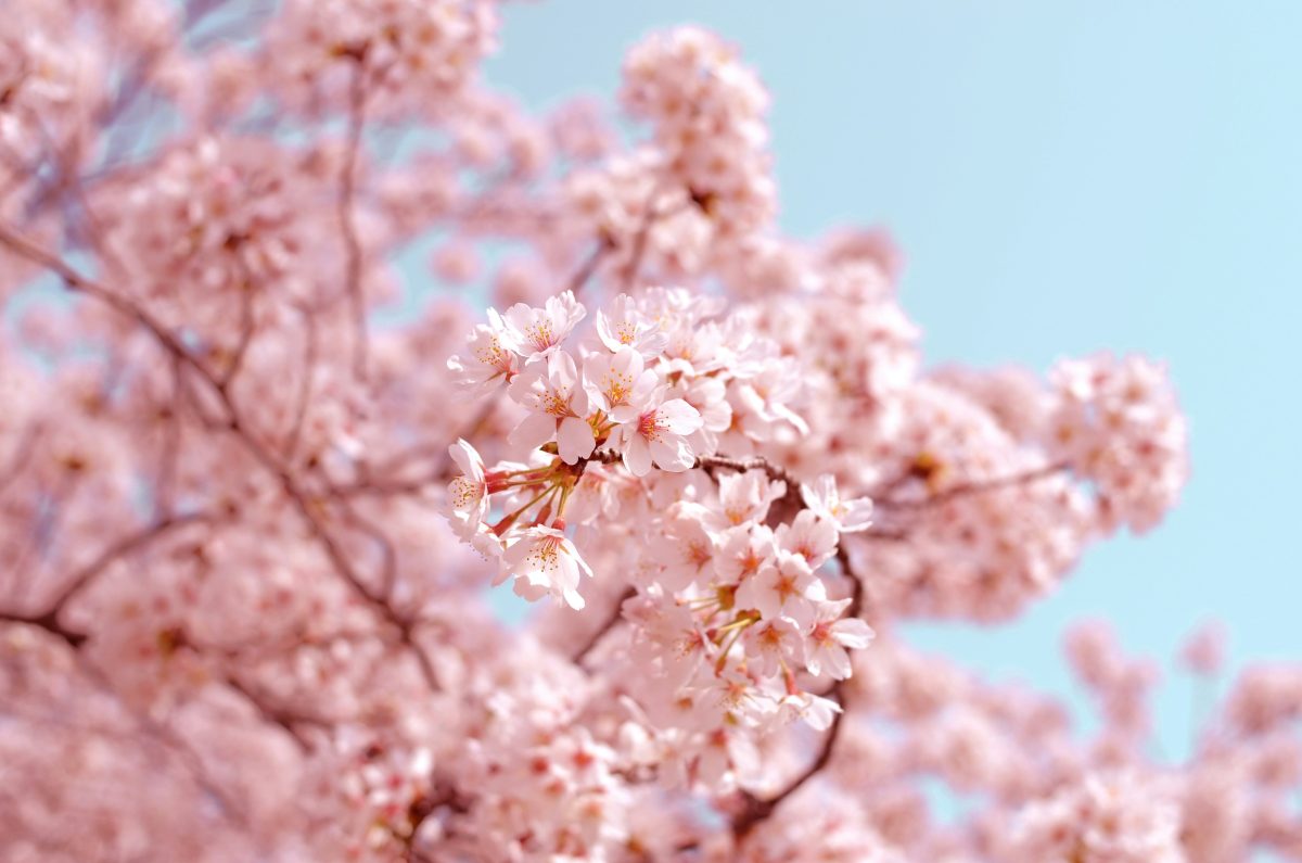 nhật bản mùa hoa anh đào